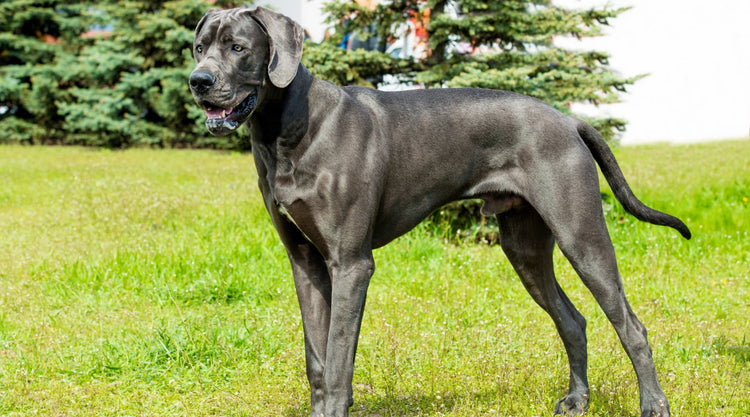 Great dane breeder in bangalore