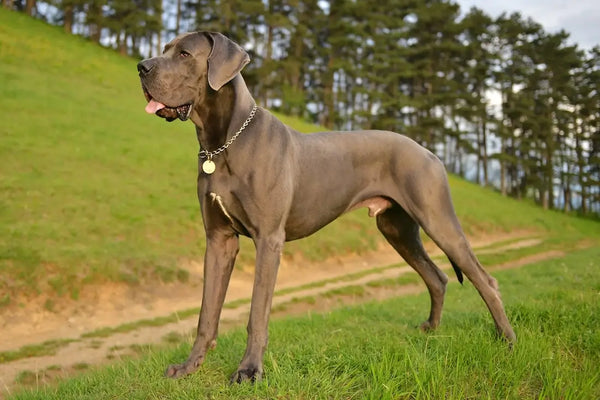 Great Dane In Mumbai in Mumbai