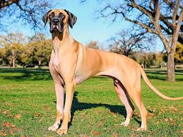 Great Dane Price In Pune