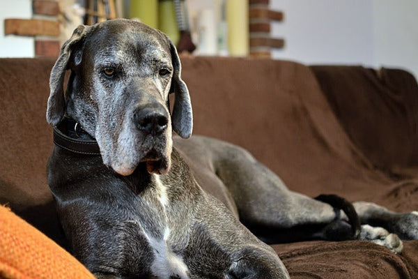 Great Dane Price In India in India