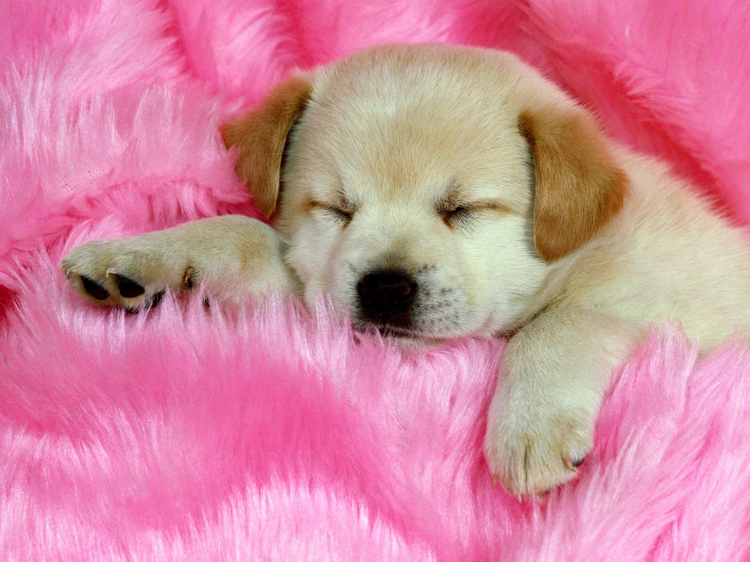Dog breeder in hyderabad