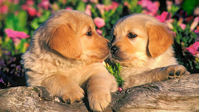 Dog breeder kolkata