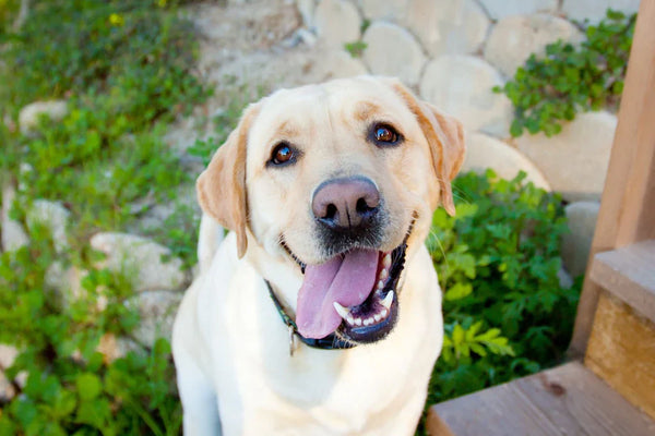 Labrador Retriever In Vizag in Vizag