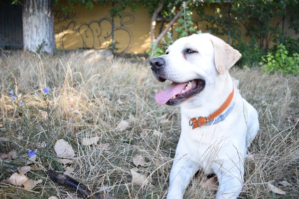 Labrador Retriever In Bangalore in Bangalore