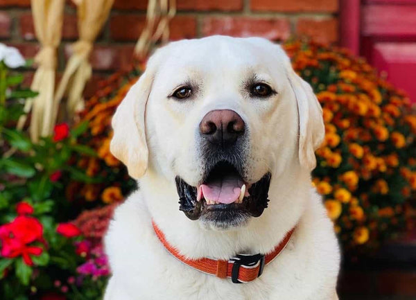 Labrador Retriever Price In India in India