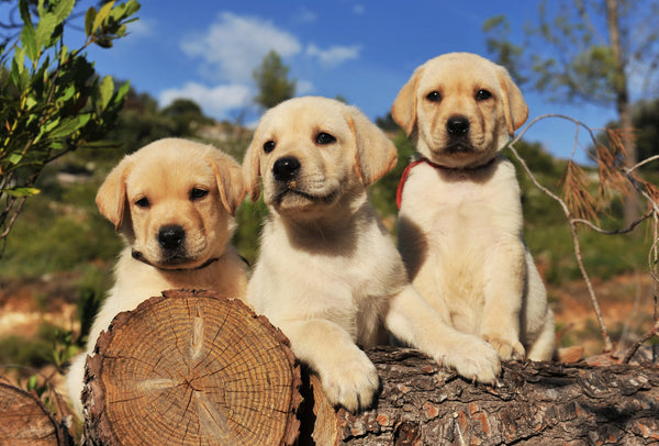 Labrador Retriever In Ahmedabad in Ahmedabad