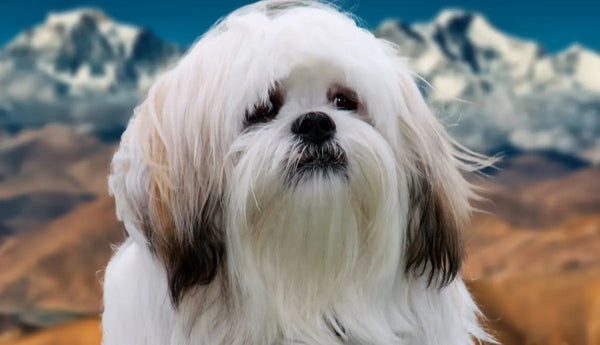 Lhasa Apso Price In India in India