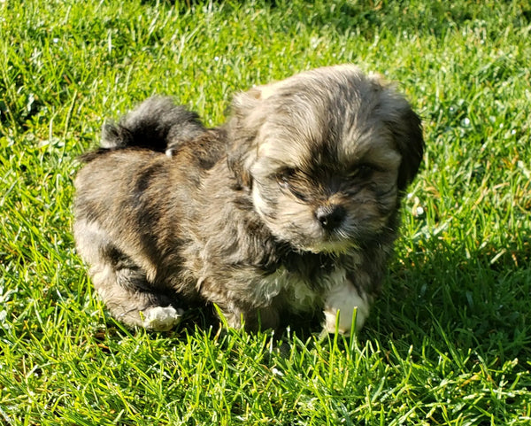 Lhasa Apso In Chennai in Chennai