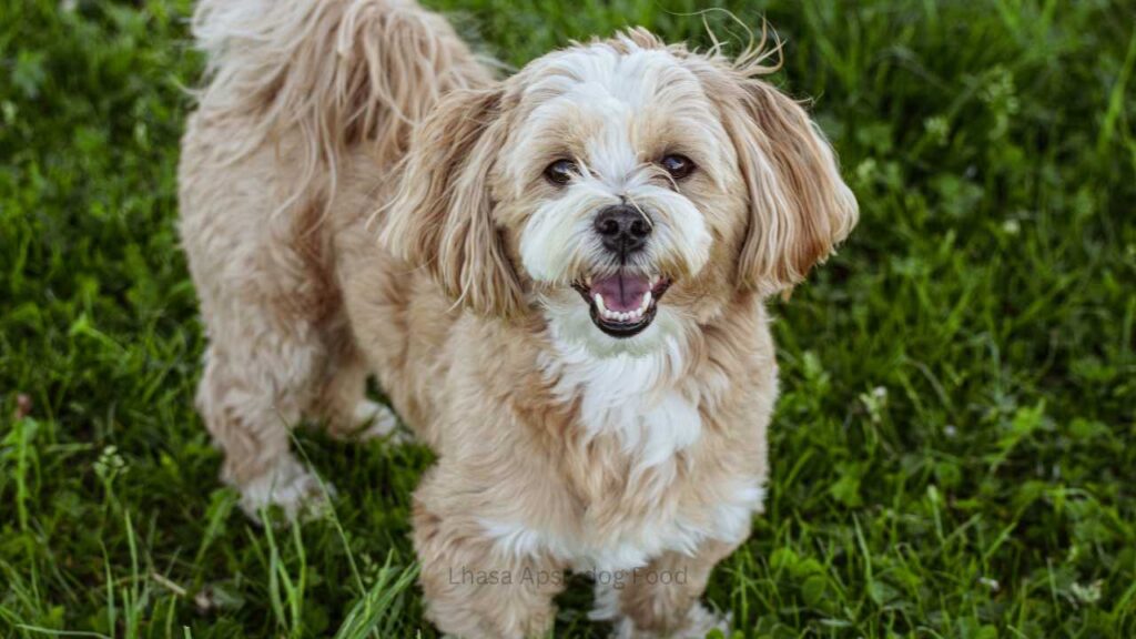 lhasa apso price in mumbai