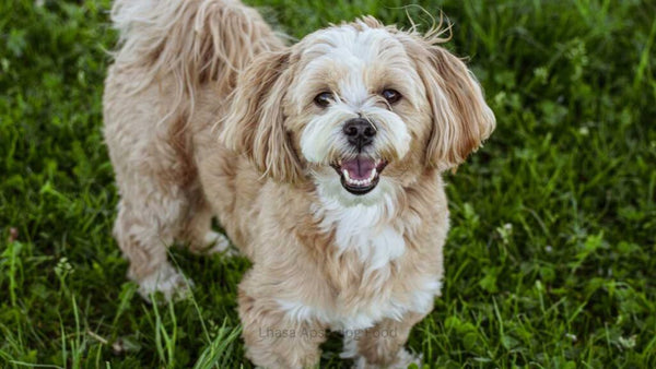 Lhasa Apso In Mumbai in Mumbai