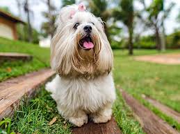 Lhasa Apso In Pune in Pune