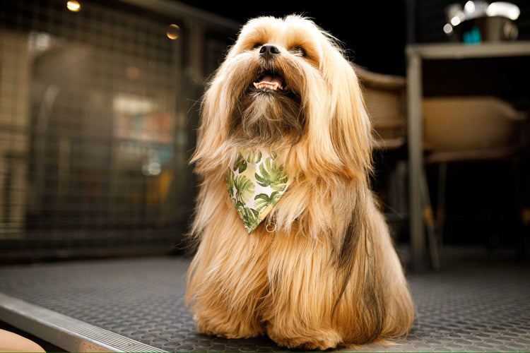 Lhasa Apso Price In India