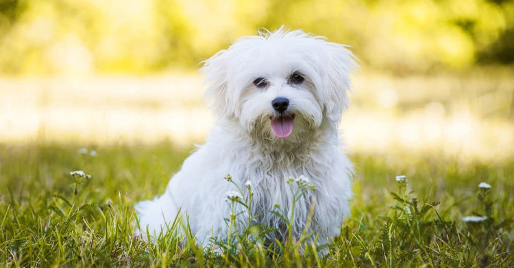 Maltese dog breeder in ahmedabad