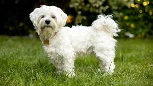 Maltese dog price in pune