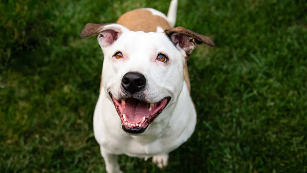 Pitbull In Chennai in Chennai