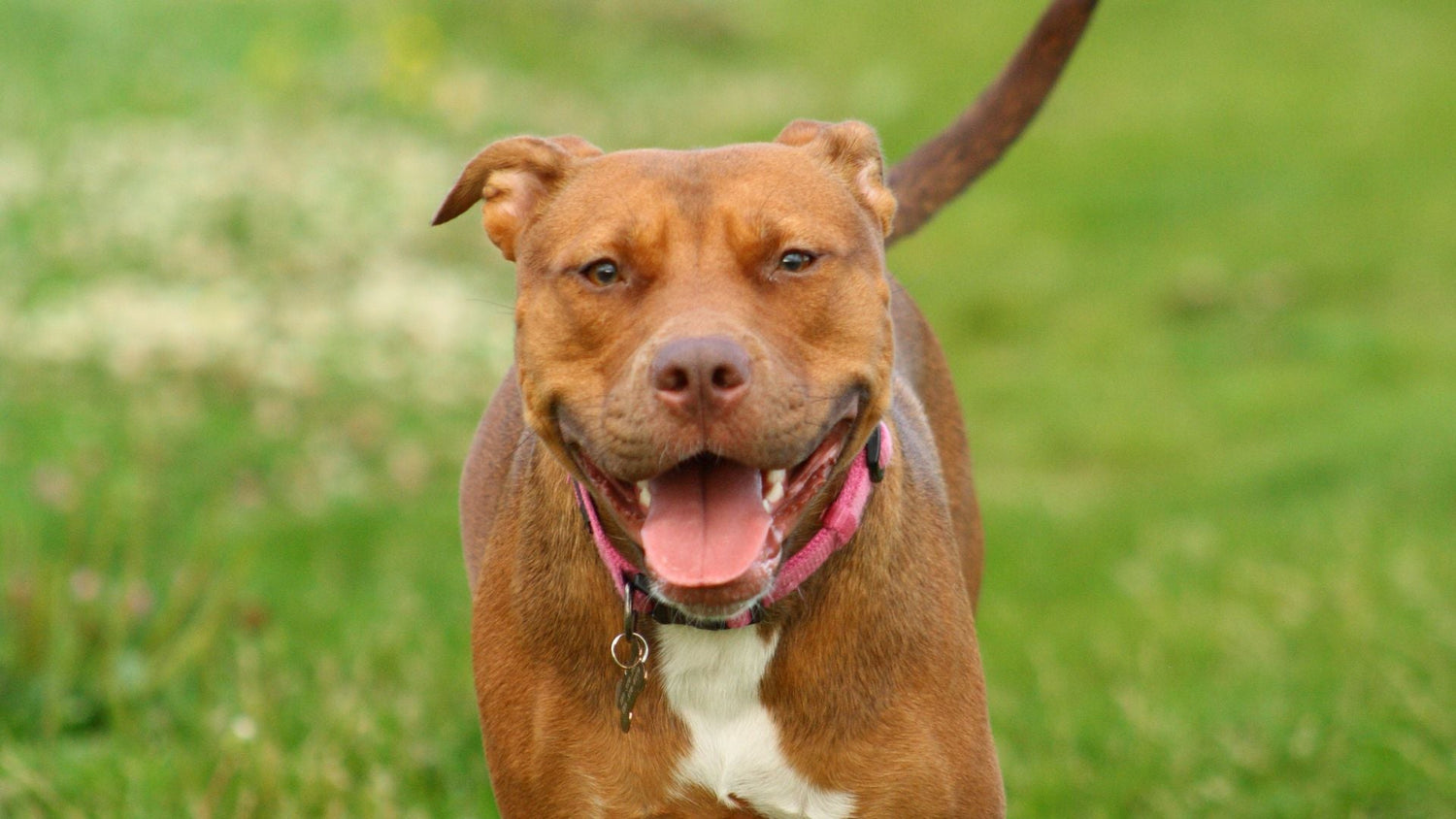 Pitbull breeder in Vizag