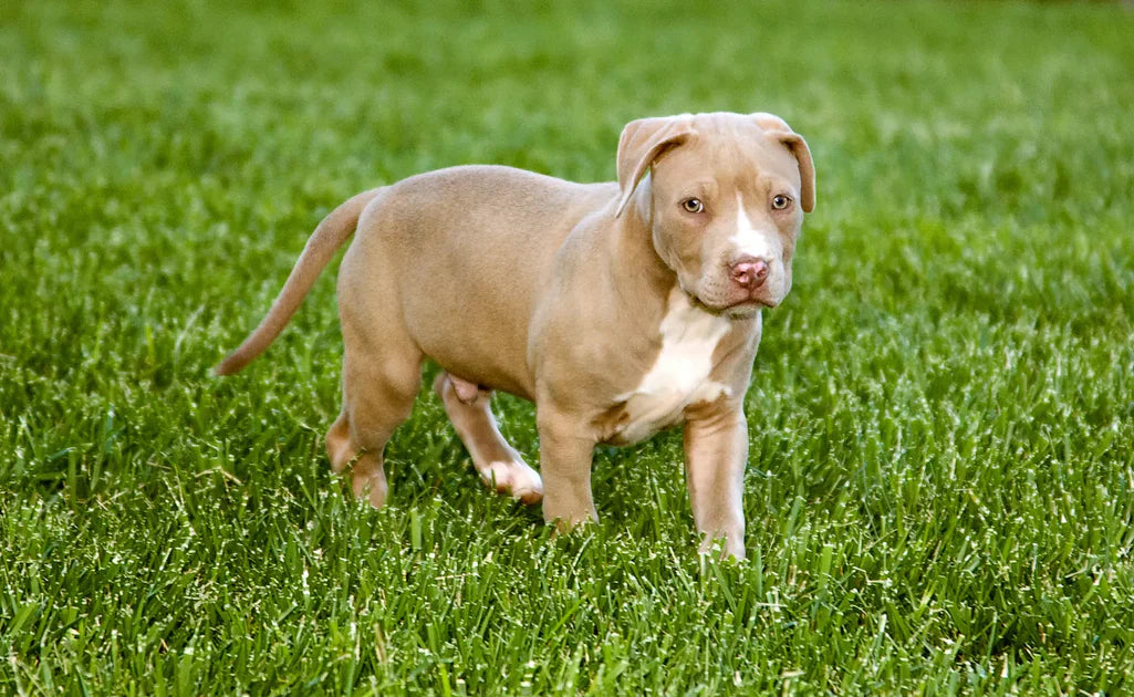 Pitbull price in mumbai