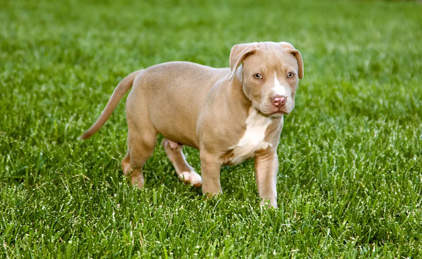 Pitbull In Mumbai in Mumbai