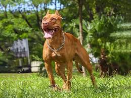 Pitbull In Pune in Pune
