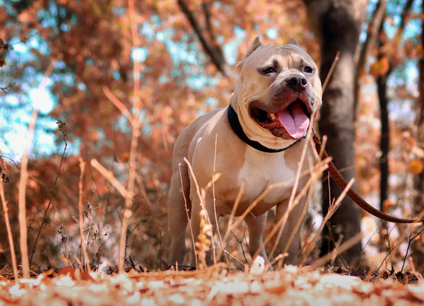 Pitbull Price In India in India