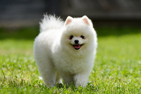 Pomeranian Price In India in India