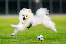 Pomeranian dog breeder in kolkata