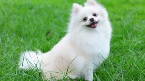 Pomeranian In Pune in Pune
