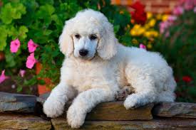 Poodle breeder in Vizag