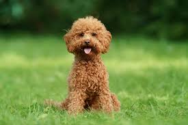 Poodle dog breeder in Pune