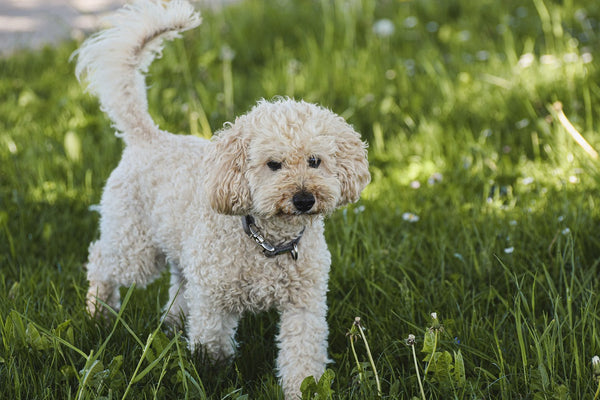 Poodle Price In India in India