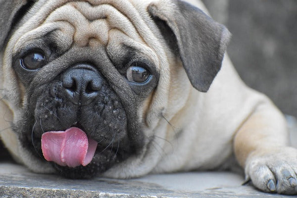 Pug Price In India in India