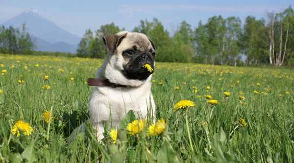Pug In Goa in Goa