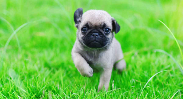Pug In Mumbai in Mumbai