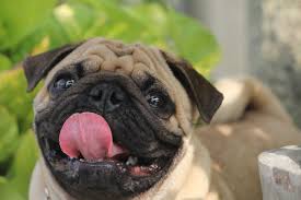 Pug In Pune in Pune