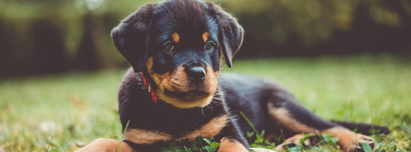 Rottweiler In Mumbai in Mumbai