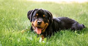 Rottweiler dog price in pune