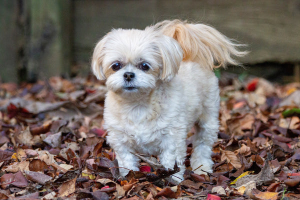 Shih Tzu Price In India in India