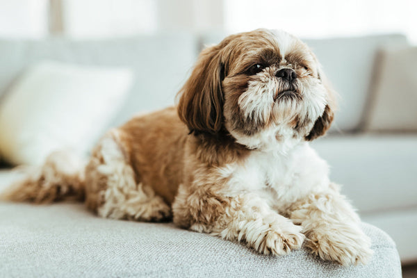 Shih Tzu In Goa in Goa