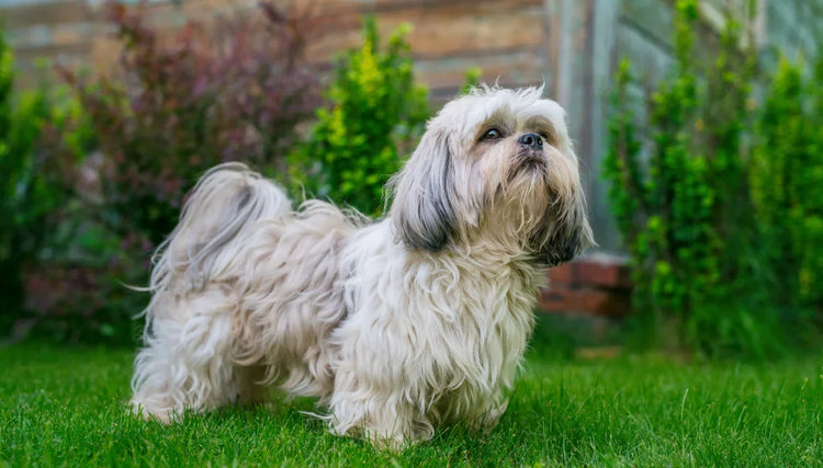 Shih Tzu Price In India