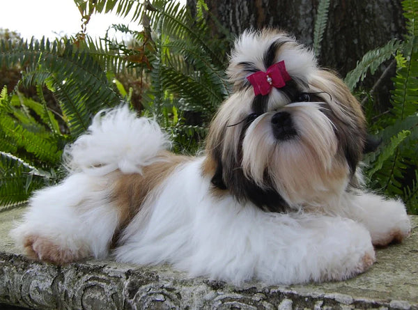 Shih Tzu In Pune in Pune