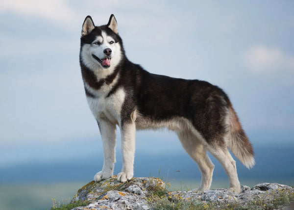 Siberian Husky In Goa in Goa