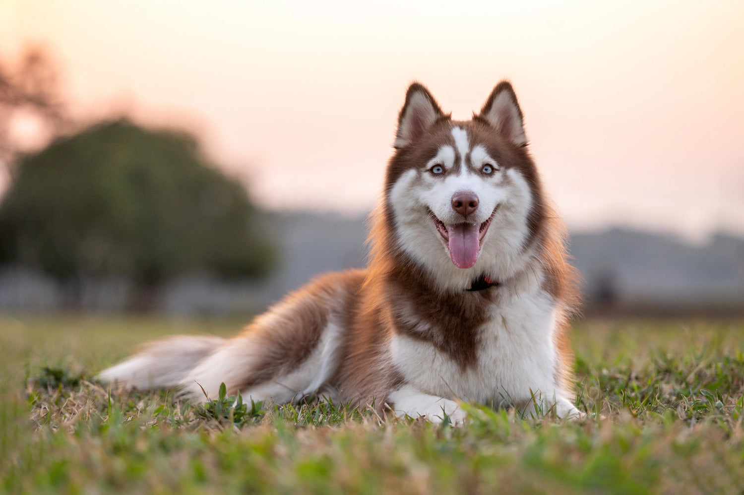 siberian husky puppies for sale online in mumbai