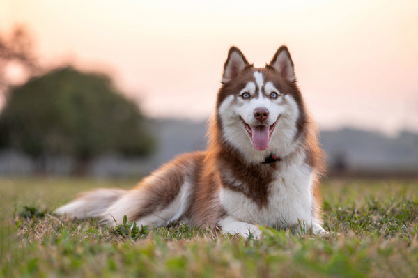 Siberian Husky In Mumbai in Mumbai