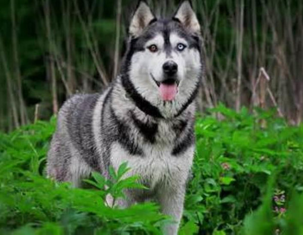 Siberian Husky In Pune in Pune