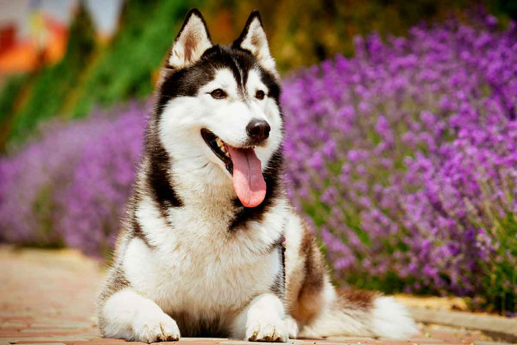 Siberian Husky breeder in Vizag