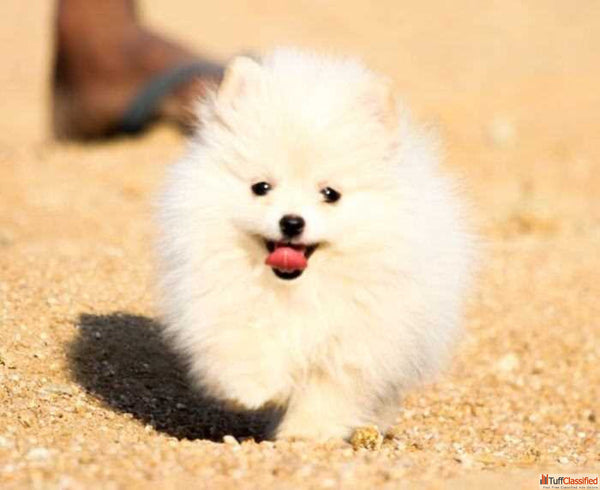 Toy Pomeranian In Mumbai in Mumbai