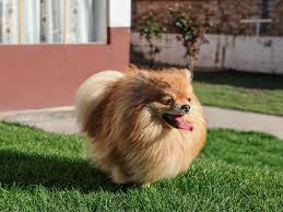 Toy pomeranian breeder in pune