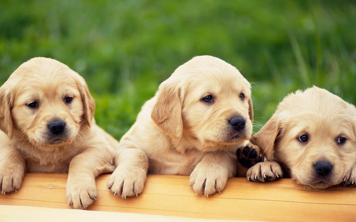 Puppies for sale online in vizag
