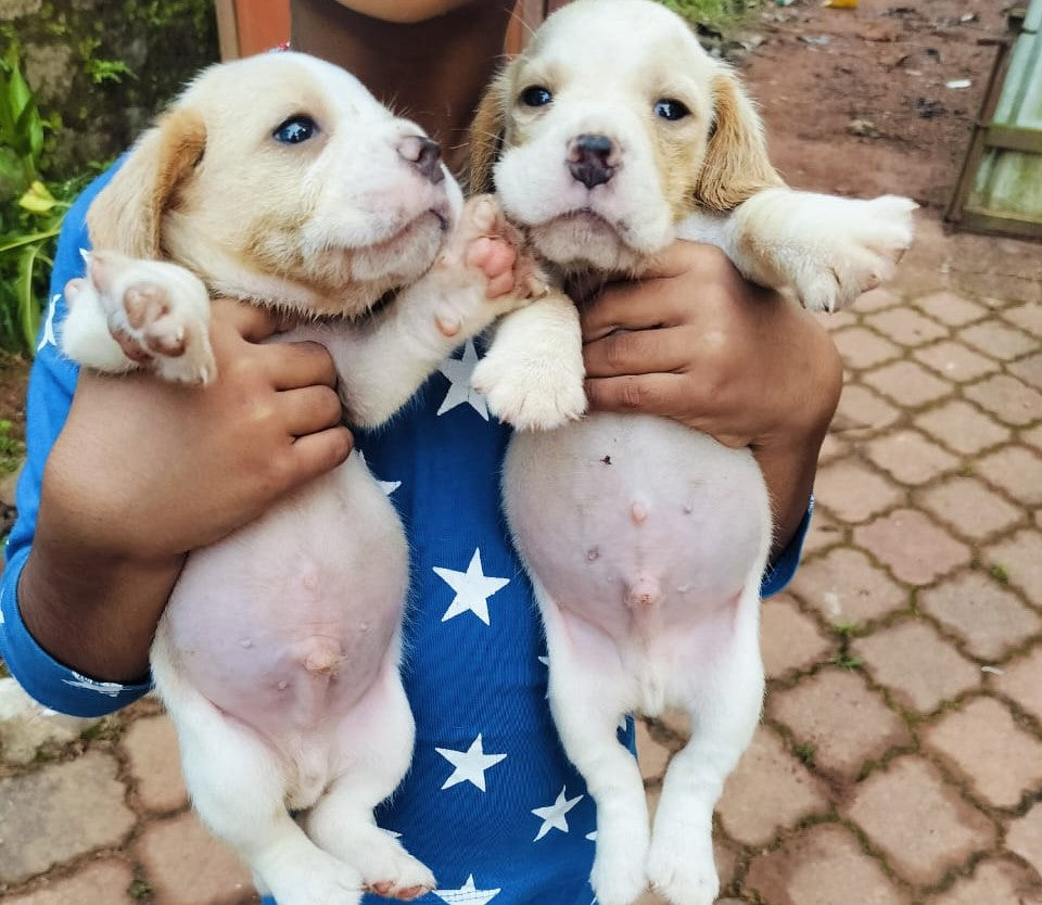 Beagle female puppy price in ahmedabad