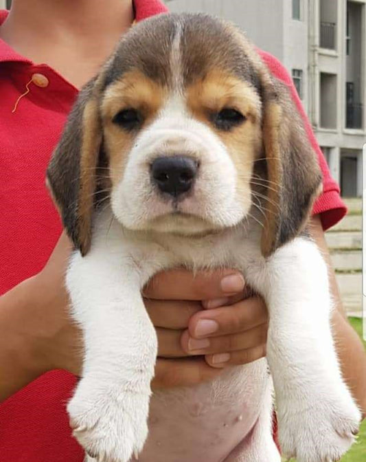 Beagle price in bangalore
